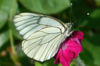 <i>Aporia crataegi</i>