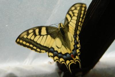 <i>Papilio machaon</i>