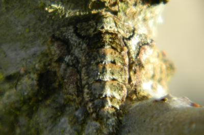 <i>Phigaliohybernia marginaria</i>