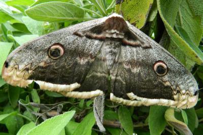 <i>Saturnia pyri</i>