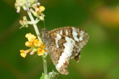 <i>Brintesia circe</i>