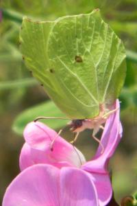 <i>Gonepteryx rhamni</i>