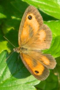 <i>Pyronia tithonus</i>