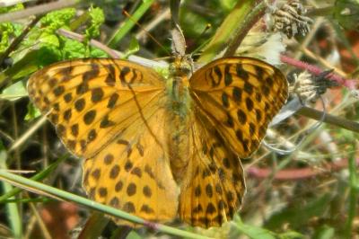 <i>Argynnis paphia</i>