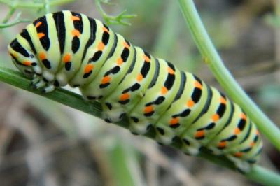 <i>Papilio machaon</i>