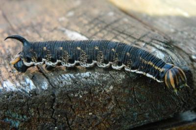 <i>Agrius convolvuli</i>