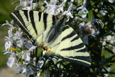<i>Iphiclides podalirius</i>