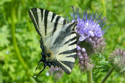 <i>Iphiclides podalirius</i>