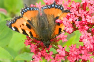 <i>Aglais urticae</i>