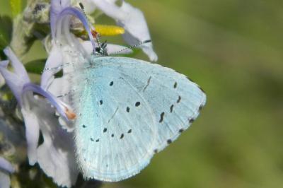 <i>Celastrina argiolus</i>
