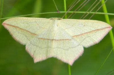 <i>Timandra comae</i>
