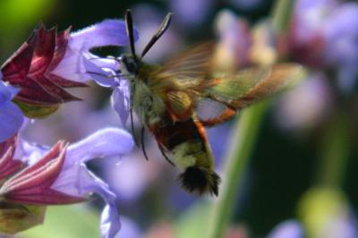 <i>Hemaris fuciformis</i>