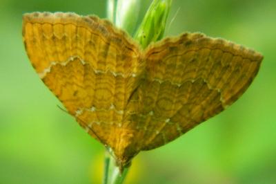 <i>Camptogramma bilineata</i>