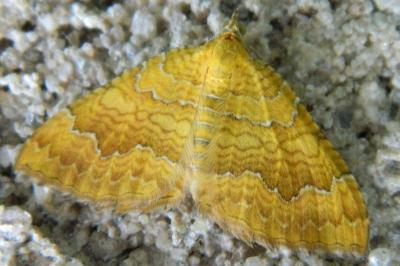 <i>Camptogramma bilineata</i>