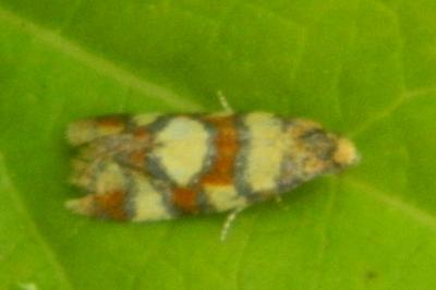 <i>Aethes tesserana</i>