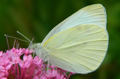 <i>Pieris rapae</i>