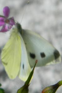 <i>Pieris brassicae</i>