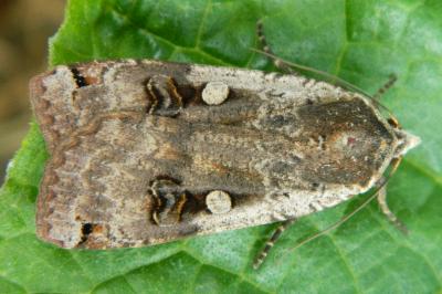 <i>Noctua pronuba</i>