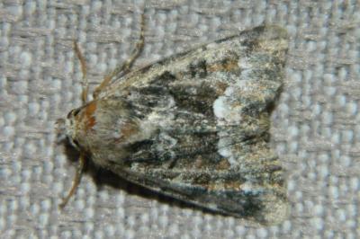 <i>Oligia strigilis</i>