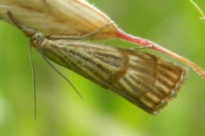 <i>Chrysocramboides craterellus</i>