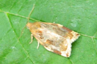 <i>Archips xylosteana</i>