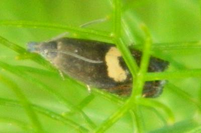 <i>Dichrorampha petiverella</i>