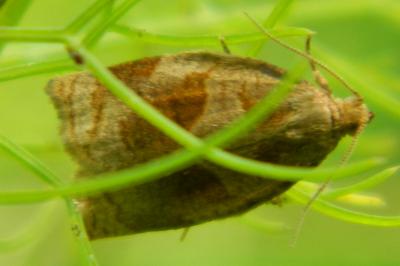 <i>Archips xylosteana</i>