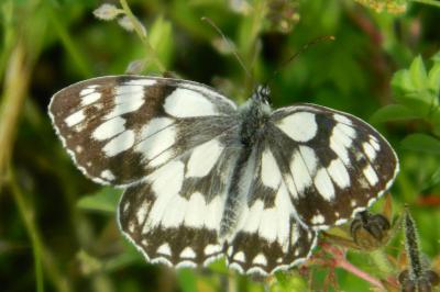 <i>Melanargia galathea</i>