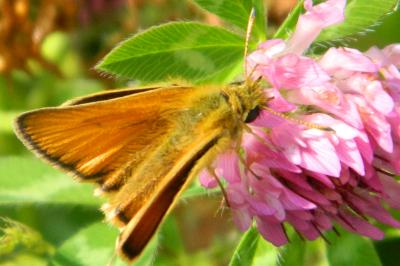 <i>Thymelicus lineola</i>