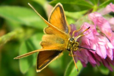 <i>Thymelicus lineola</i>