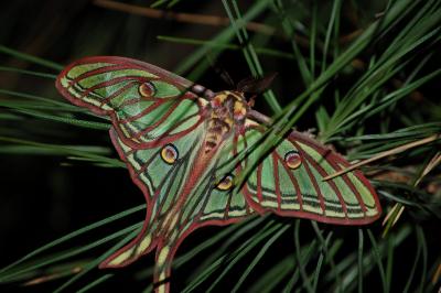<i>Graellsia isabellae</i>