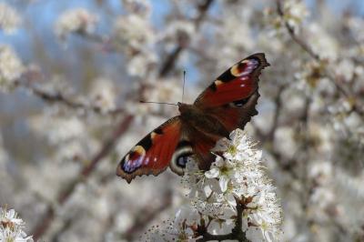 <i>Aglais io</i>