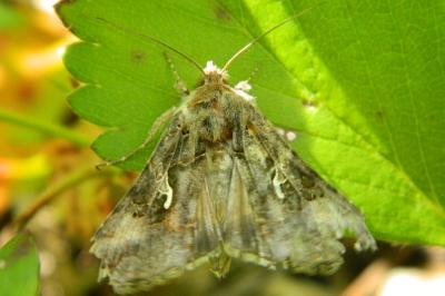 <i>Autographa gamma</i>