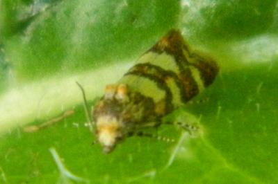 <i>Aethes tesserana</i>