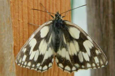 <i>Melanargia galathea</i>