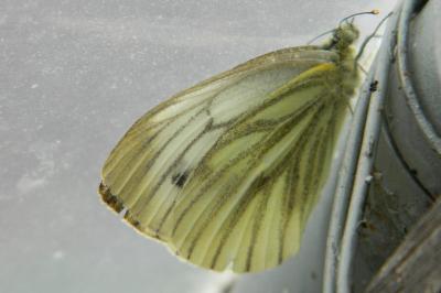 <i>Pieris napi</i>