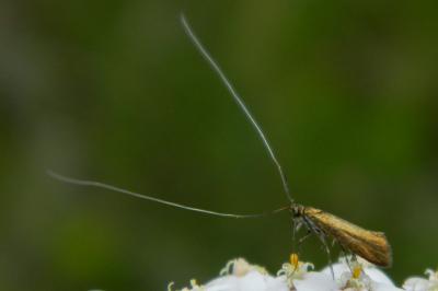 <i>Nemophora metallica</i>