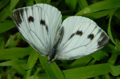 <i>Pieris brassicae</i>