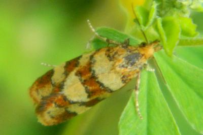 <i>Aethes tesserana</i>