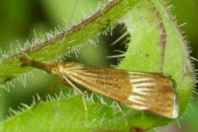 <i>Chrysocramboides craterellus</i>