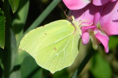 <i>Gonepteryx rhamni</i>