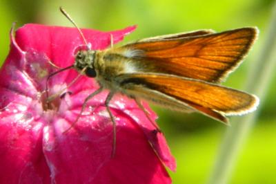 <i>Thymelicus lineola</i>