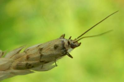 <i>Homoeosoma sinuella</i>