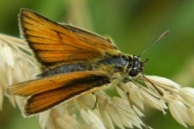 <i>Thymelicus lineola</i>