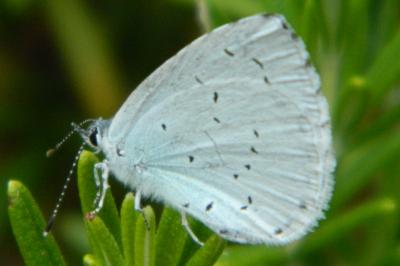 <i>Celastrina argiolus</i>