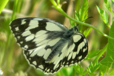 <i>Melanargia galathea</i>