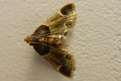 <i>Pyralis farinalis</i>