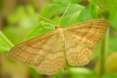 <i>Idaea ochrata</i>
