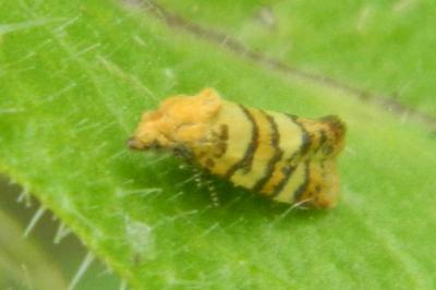 <i>Aethes tesserana</i>