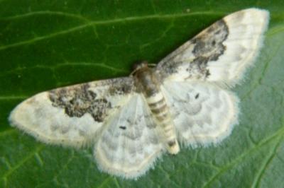 <i>Idaea rusticata</i>